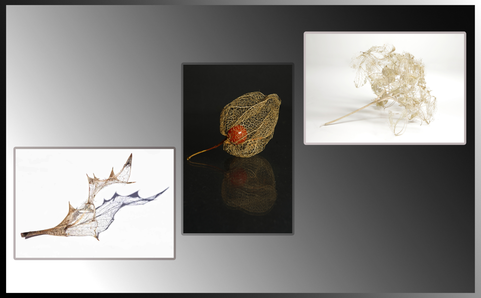 2nd Place PDI - Jackie Rea - Skeletal Wabi-Sabi
